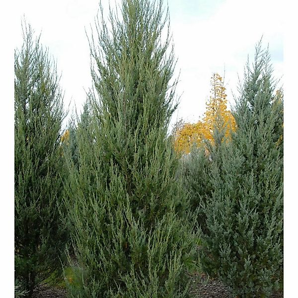Raketenwacholder Skyrocket 40-60cm - Juniperus scopulorum günstig online kaufen