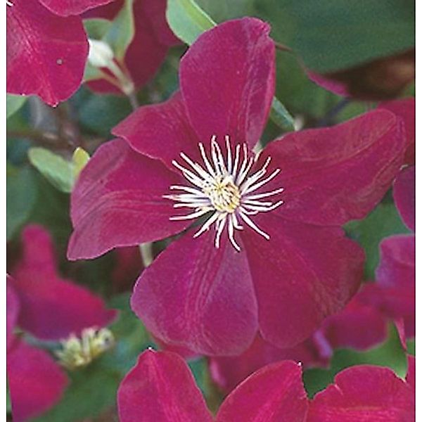 Waldrebe Ernest Markham 60-80cm - Clematis günstig online kaufen