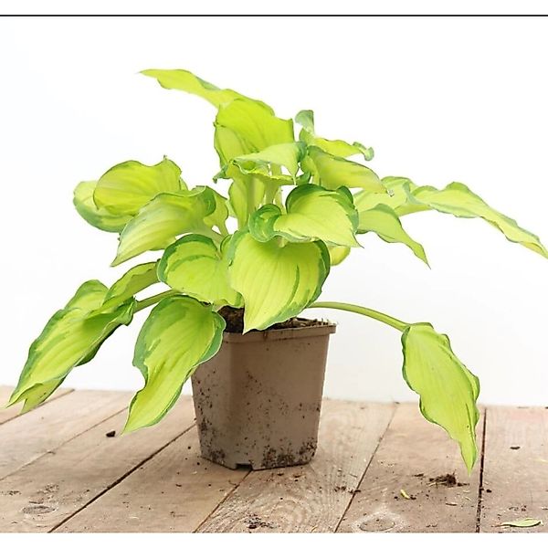 Hosta X Cult. Gold Drop Funkie Ca. 11x11 cm Topf günstig online kaufen