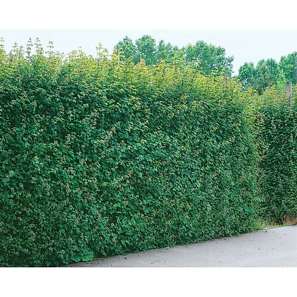 Acer Campestre Feldahorn 100–125 cm Robust Und Pflegeleicht günstig online kaufen
