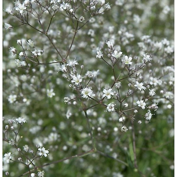 Riesenschleierkraut Schneeflocke - Gypsophila Paniculata günstig online kaufen