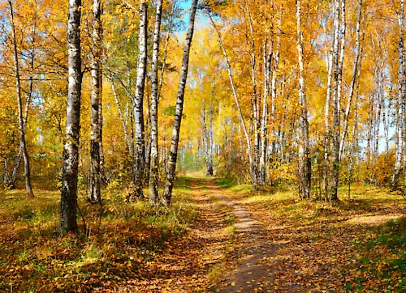 Papermoon Fototapete »Autumn Forest« günstig online kaufen