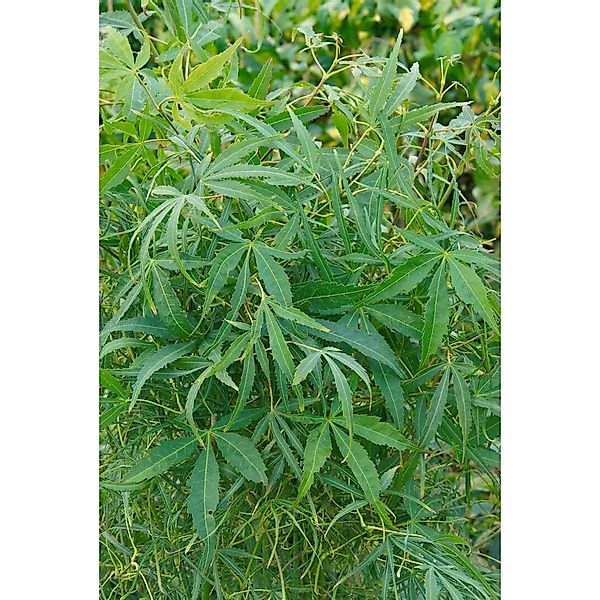 Acer Palmatum Koto-No-Ito Japanischer Ahorn Filigran 80–100 cm günstig online kaufen