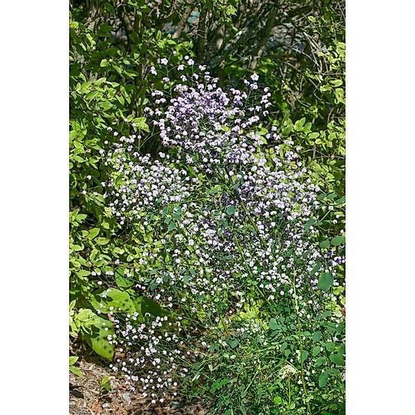 Thalictrum Rochebrunianum Elin Wiesenraute Ca. 11x11 cm Topf günstig online kaufen