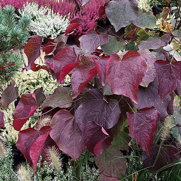 Hochstamm Kanadischer Judasbaum Garden Gems Amethyst 80-100cm - Cercis cana günstig online kaufen