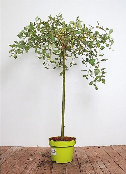 Pflanzen für Dich Gehölze Salix caprea Pendula, 1 St., Hängende Kätzchenwei günstig online kaufen