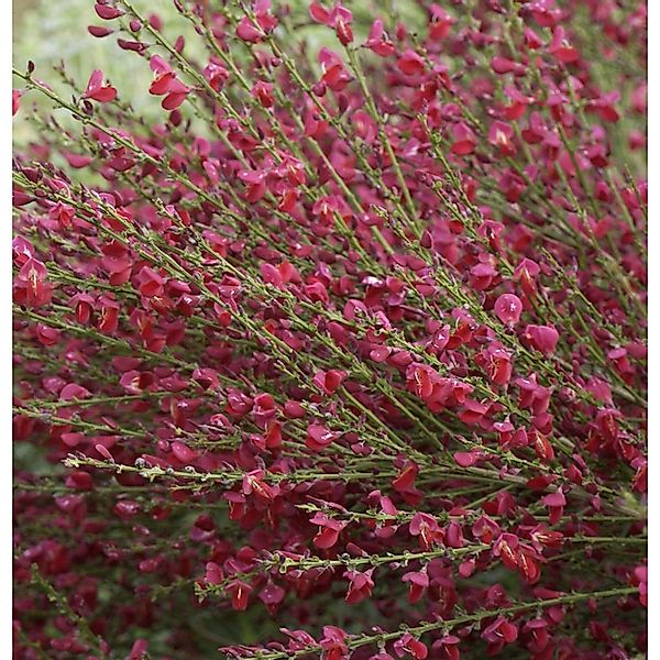 Edelginster Red Lion 30-40cm - Cytisus scoparius günstig online kaufen