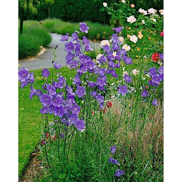 Campanula Persicifolia Pfirsichblättrige Glockenblume Gen Ca 9x9 cm Topf günstig online kaufen