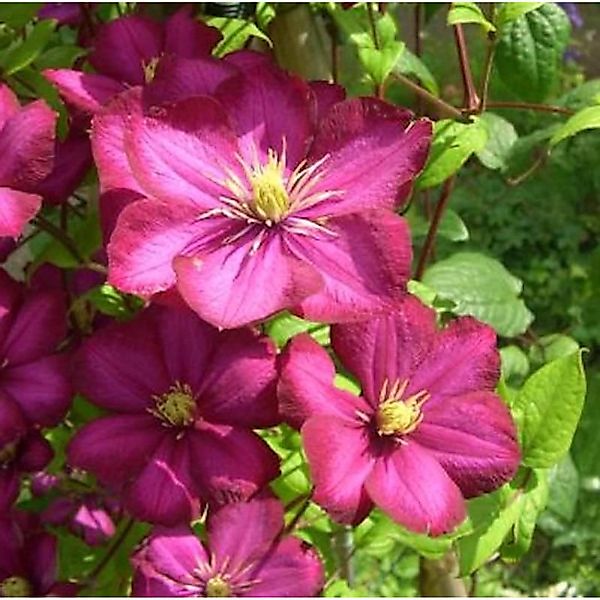 Waldrebe Rouge Cardinal 60-80cm - Clematis günstig online kaufen