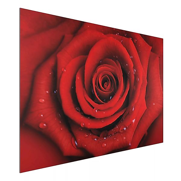 Alu-Dibond Bild Blumen - Querformat 3:2 Rote Rose mit Wassertropfen günstig online kaufen