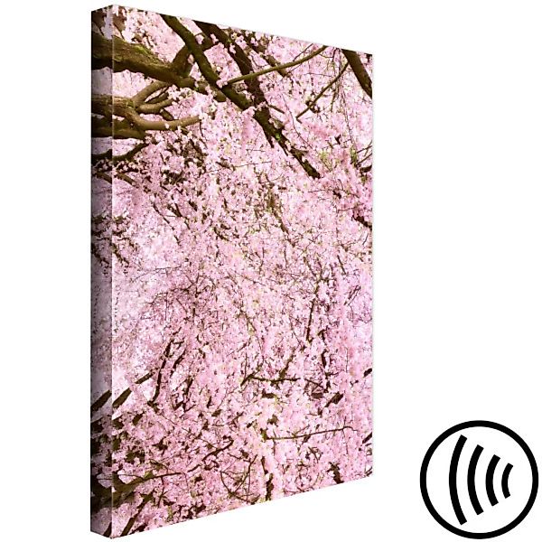 Leinwandbild Kirschbaum in der Blüte - Frühlingsfoto mit Zweigen und Blätte günstig online kaufen