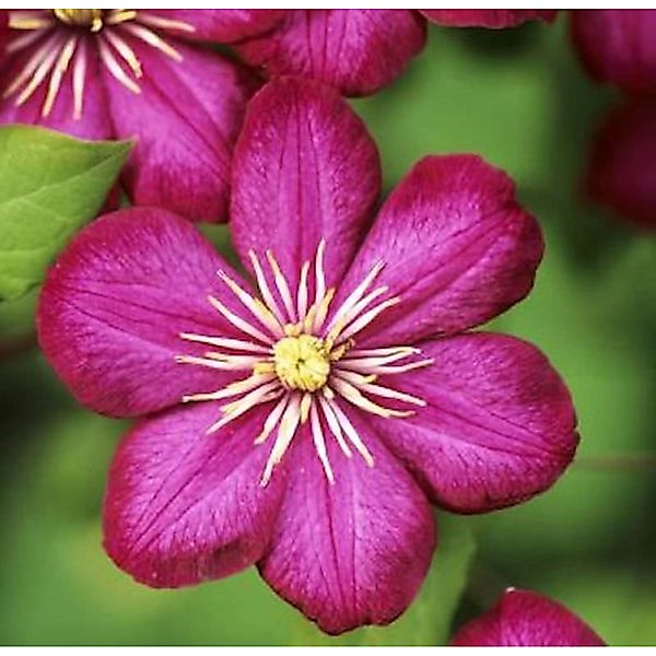 Waldrebe Vile de Lyon 100-125cm - Clematis günstig online kaufen