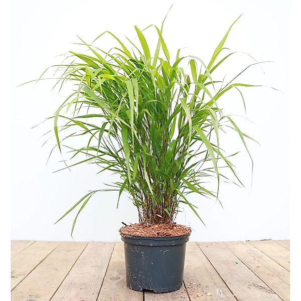 Hakonechloa Macra Japanisches Waldgras Ca. 2 Liter Container günstig online kaufen