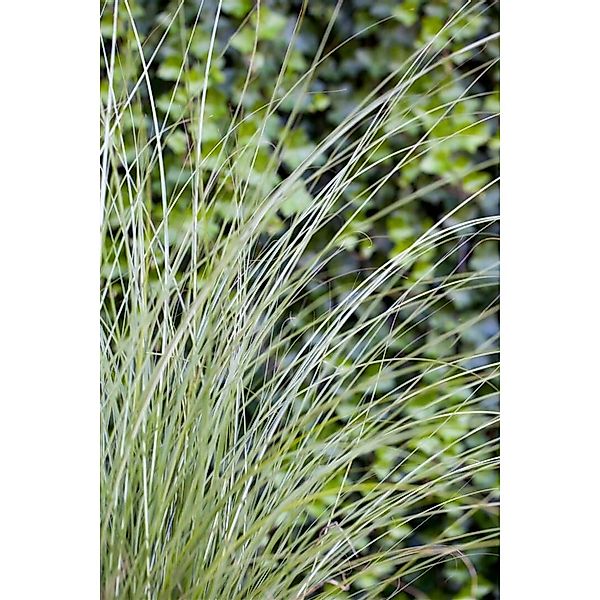 Miscanthus Sinensis Gracillimus Chinaschilf Elegant 3-5 Liter Container günstig online kaufen