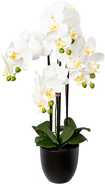 Kunstorchidee Phalaenopsis im Resintopf Orchidee Phalaenopsis, Creativ gree günstig online kaufen