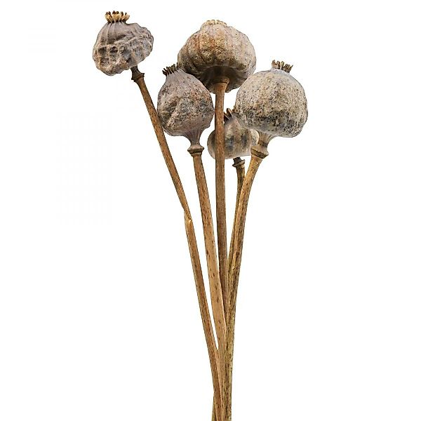 Trockenblume Trockenblumen Mohnkapseln Groß Deko 5er günstig online kaufen