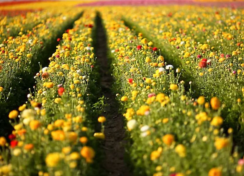 Papermoon Fototapete »Flower Field in San Diego« günstig online kaufen