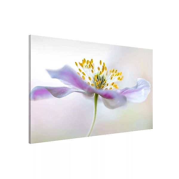 Magnettafel Blumen - Querformat 3:2 Buschwindröschen in Weiß günstig online kaufen