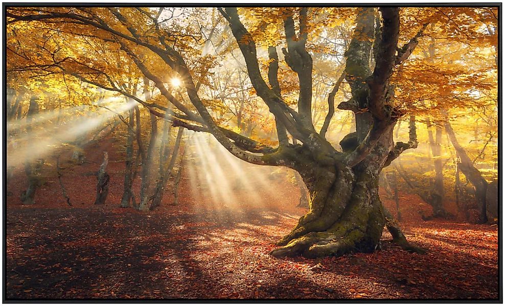 Papermoon Infrarotheizung »Magischer alter Baum Herbstwald«, sehr angenehme günstig online kaufen