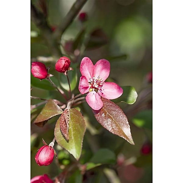 Malus Liset Zierapfel Dunkelrot 60–100 cm günstig online kaufen