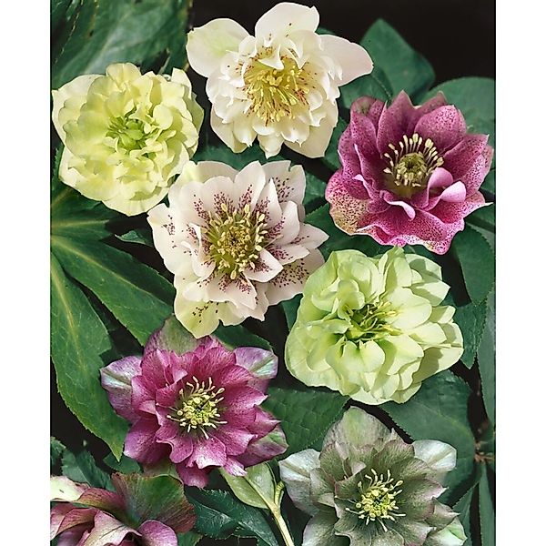 Helleborus X Orientalis Double Ellen Red Lenzrose Ca. 11x11 cm Topf günstig online kaufen