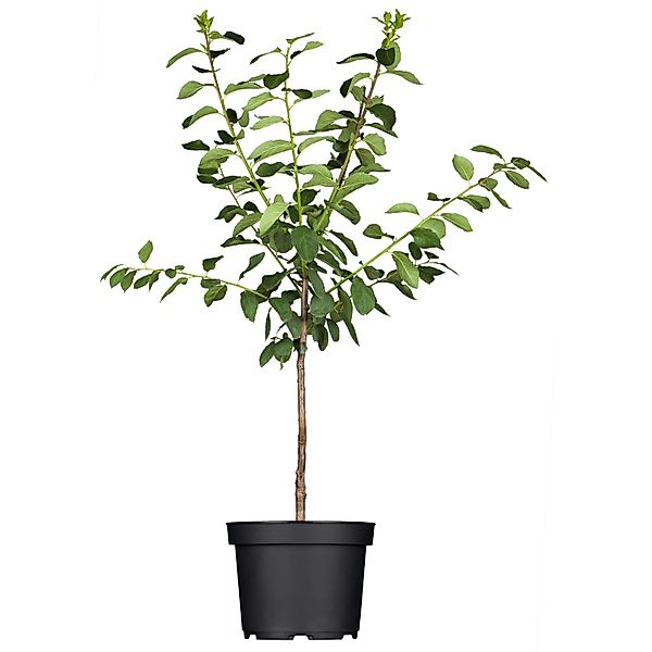 GROW by OBI Bio Mirabelle Nancy Gelb Höhe ca. 120 - 140 cm Topf ca. 7 l Pru günstig online kaufen