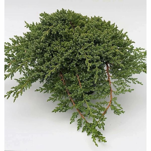 Japanischer Kriechwacholder 30-40cm - Juniperus procumbens günstig online kaufen