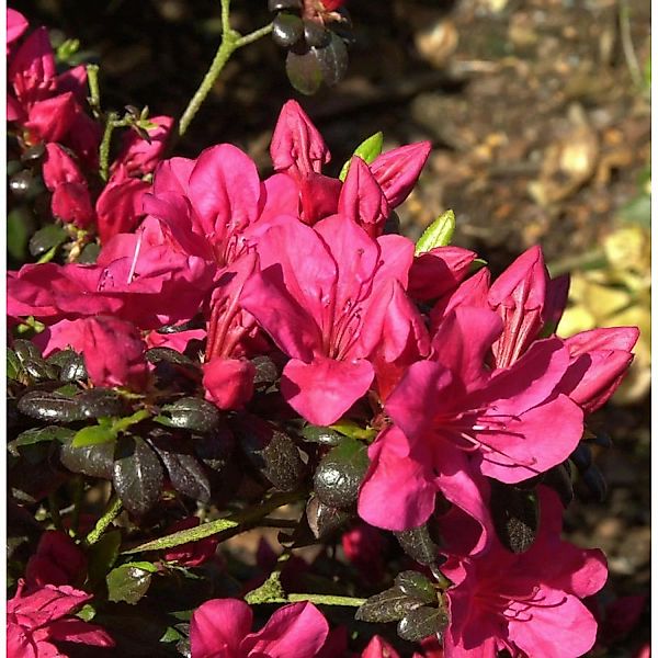 Japanische Azalee Maruschka 15-20cm - Rhododendron obtusum - Zwerg Alpenros günstig online kaufen
