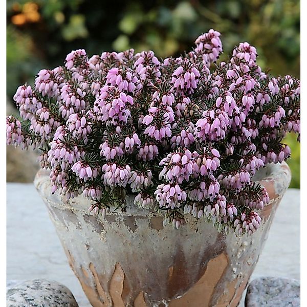 10x Winterheide Rosa Diamant - Erica carnea günstig online kaufen