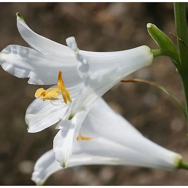 Weiße Paradieslilie - Paradisea,iliastrum günstig online kaufen