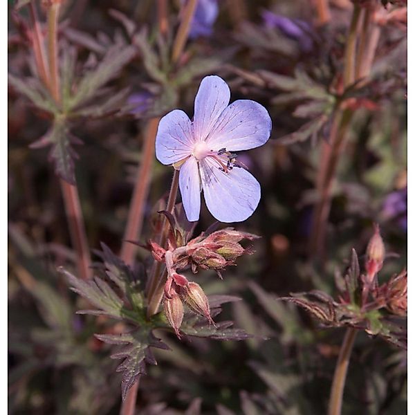 Wiesenstorchschnabel Midnight Rider - Geranium pratense günstig online kaufen