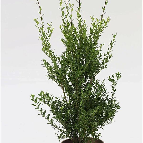 10x Glänzender Japanische Ilex Impala 10-15cm - Ilex maximowicziana günstig online kaufen