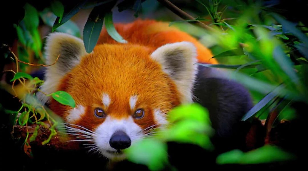 Papermoon Fototapete »Rotes Panda-Porträt« günstig online kaufen