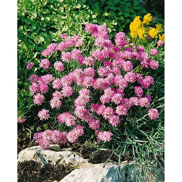 Armeria Juniperifolia Röschen Grasnelke Ca. 9x9 cm Topf günstig online kaufen