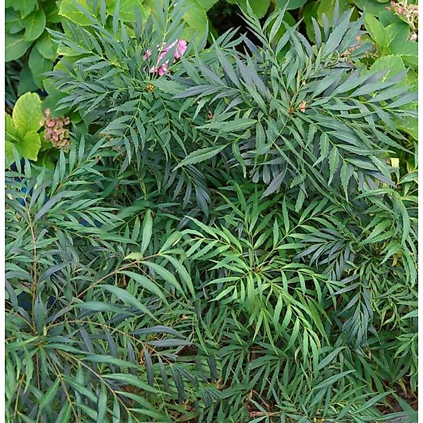Mahonie Volcano 25-30cm - Mahonia aqiuifolium günstig online kaufen