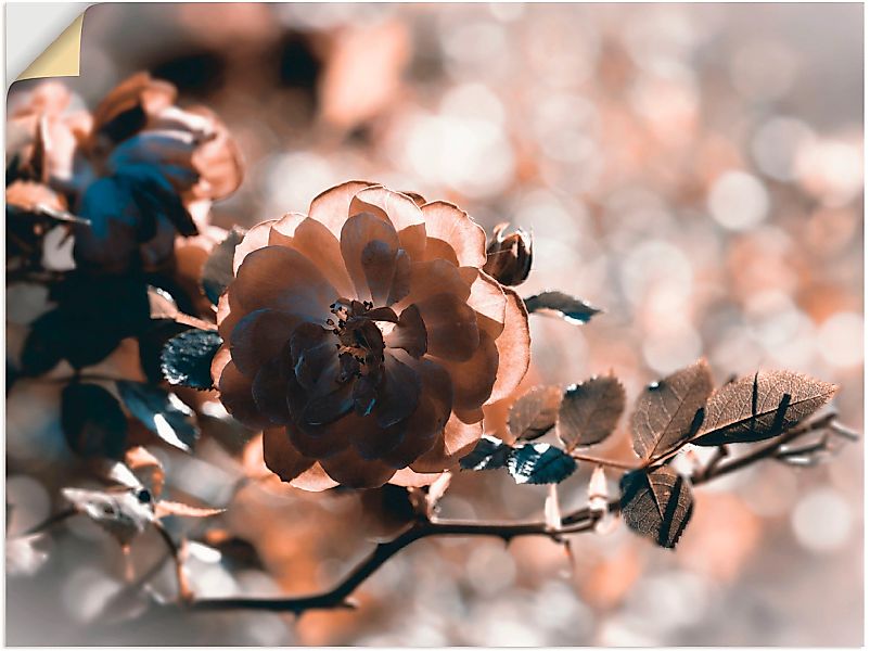 Artland Wandbild "Rose", Blumen, (1 St.), als Leinwandbild, Wandaufkleber i günstig online kaufen