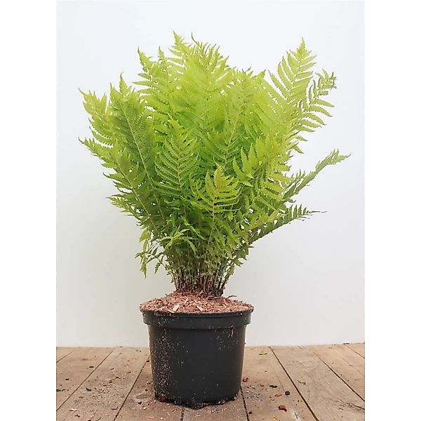 Matteuccia Struthiopteris Straußenfarn 30-40 cm günstig online kaufen
