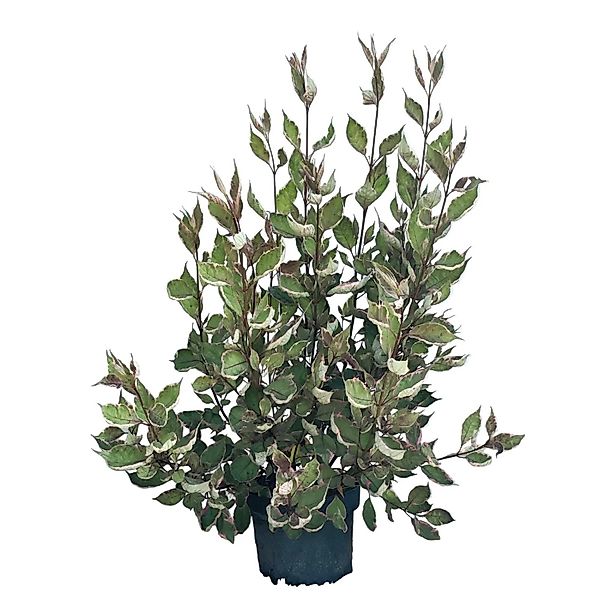 Baumfink Tatarischer Hartriegel Miracle als Topfpflanze 60-80cm günstig online kaufen