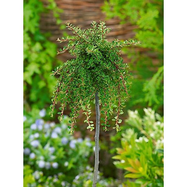 Cotoneaster Congestus Mirelle Immergrün Rote Beeren 50 cm Stammhöhe günstig online kaufen
