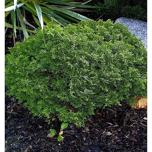 Scheinzypresse Tama Himuro 25-30cm - Chamaecyparis pisifera günstig online kaufen