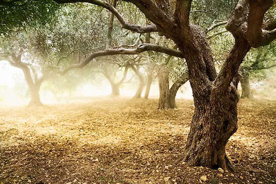 Papermoon Fototapete »Old Olive Trees« glatt günstig online kaufen
