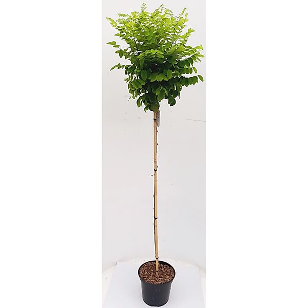 Pflanzen-Boering Gartenbonsai Scheinzypresse Chamaecyparis Stardust Gesamth günstig online kaufen