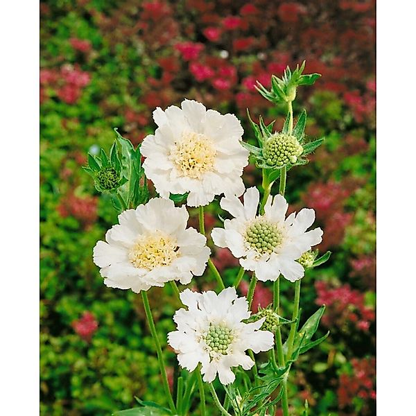 Scabiosa Caucasica Perfecta Alba Kaukasische Skabiose Ca. 11x11 cm Topf günstig online kaufen