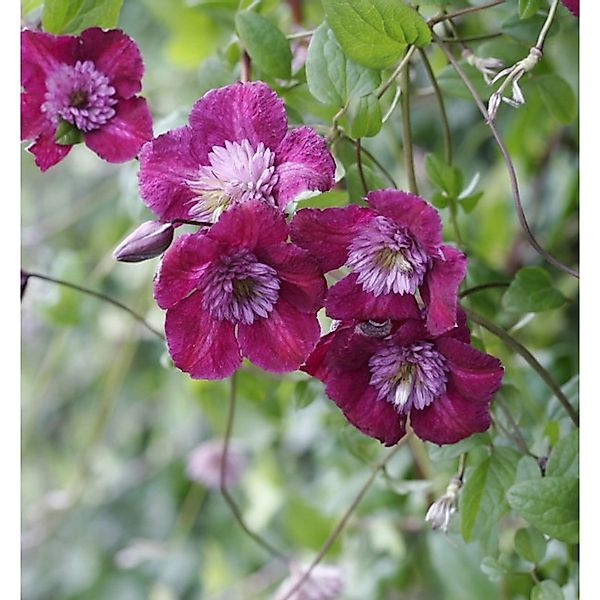 Waldrebe Avant-garde 60-80cm - Clematis günstig online kaufen