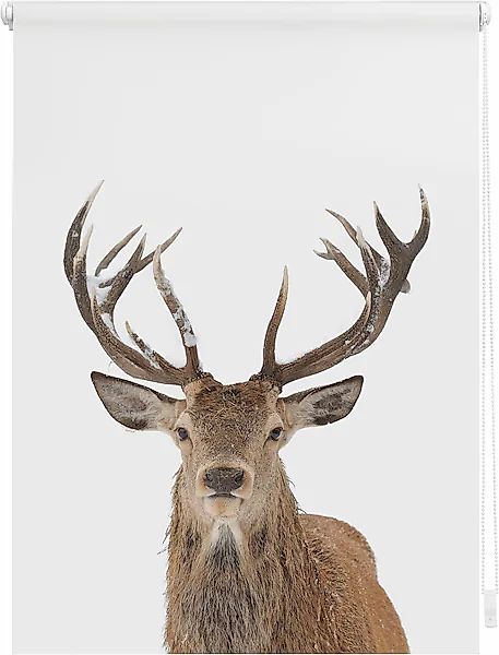 Seitenzugrollo Klemmfix Motiv Hirsch, LICHTBLICK ORIGINAL, Lichtschutz, ohn günstig online kaufen