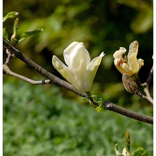 Magnolie Daphne 80-100cm - Magnolia günstig online kaufen