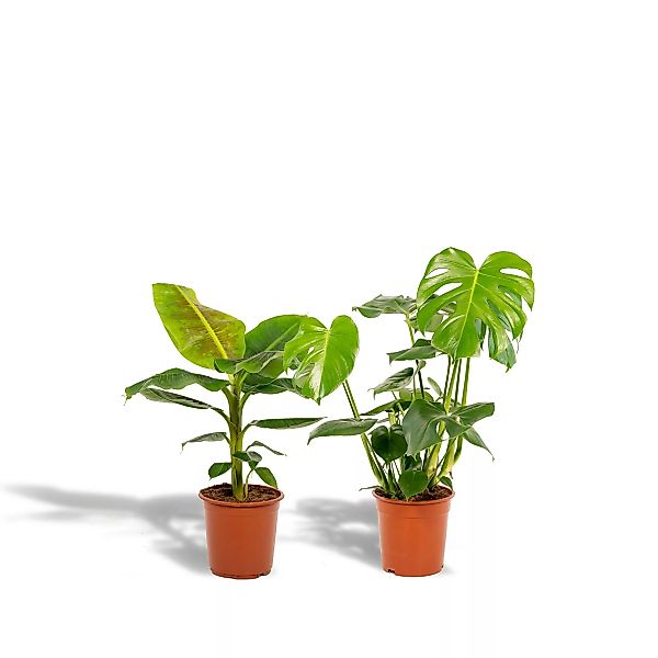 Hello Plants | Set mit 2 Zimmerpflanzen Monstera & Bananenpflanze günstig online kaufen