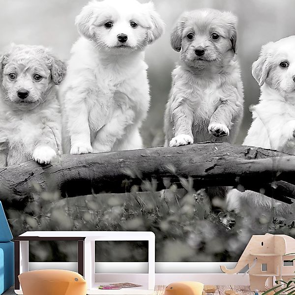 Fototapete - Four Puppies günstig online kaufen