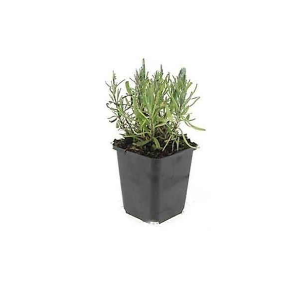 Exotenherz Lavendel Pflanze Lavandula Angustifolia Munstead Echter Lavendel günstig online kaufen
