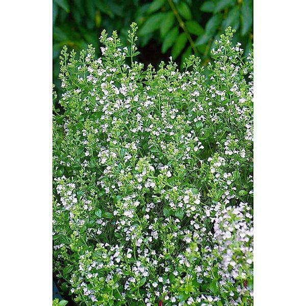 Calamintha Nepeta Weißer Riese Bergminze Ca. 9x9 cm Topf günstig online kaufen
